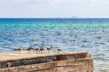 Seagull seagulls bird birds on wooden jetty harbor port in Playa del Carmen Quintana Roo Mexico.の写真素材
