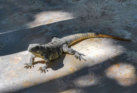 Huge Iguana gecko animal on the ground on the beautiful paradise island isla contoy in mexico.の写真素材