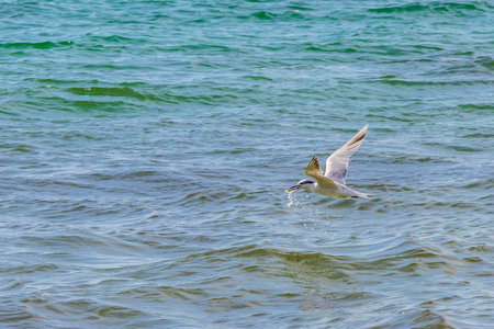 Flying seagull bird is catching food out of the water in Playa del Carmen Quintana Roo Mexico.の写真素材