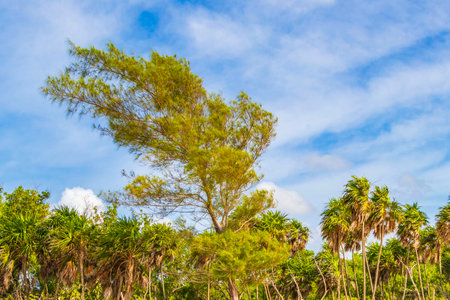 Tropical mexican beach palm trees and fir trees in jungle forest nature with cloudy blue sky in Playa del Carmen Mexico.の写真素材