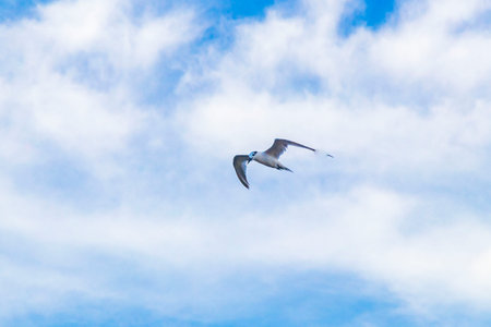 Flying seagull bird with blue sky background with clouds in Playa del Carmen Quintana Roo Mexico.の写真素材