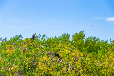 Great-tailed Grackle bird birds sitting on tree branches leaves of a tropical tree crown Playa del Carmen Quintana Roo Mexico.の写真素材