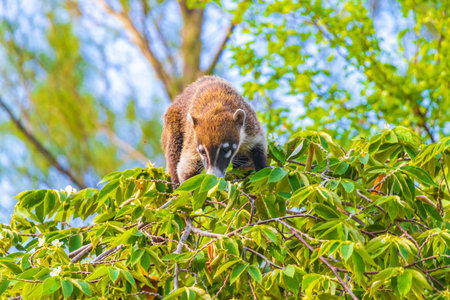 Coati coatis climb trees and branches and eat and search for fruits in tropical jungle in Playa del Carmen Quintana Roo Mexico.の写真素材