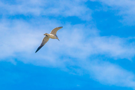 Flying seagull bird with blue sky background with clouds in Playa del Carmen Quintana Roo Mexico.