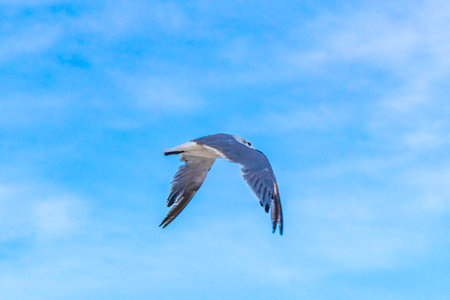 Flying seagull bird with blue sky background with clouds in Playa del Carmen Quintana Roo Mexico.