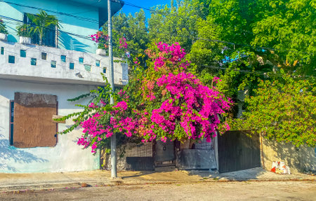 Typical street road and cityscape with cars traffic restaurants shops stores people and buildings of Playa del Carmen in Quintana Roo Mexico.の写真素材