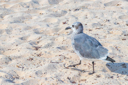 Seagull Seagulls seabirds walking on the white Beach sand in Playa del Carmen Quintana Roo Mexico.の写真素材