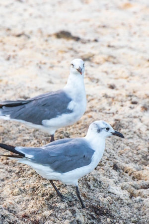 Seagull Seagulls seabirds walking on the white Beach sand between seaweed Sargazo Playa del Carmen Quintana Roo Mexico.の写真素材
