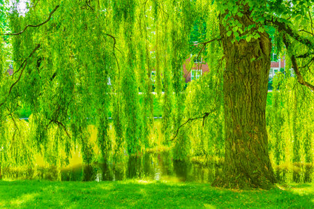 Forest park trees plants and nature in the city of Groningen Holland Netherlands.の写真素材