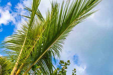 Tropical natural mexican palm tree with coconuts and blue sky background in Playa del Carmen Quintana Roo Mexico.の写真素材