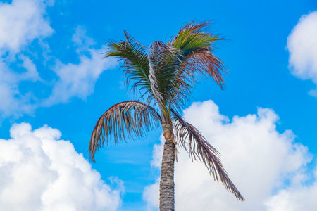 Tropical natural mexican palm tree with coconuts and blue sky background in Playa del Carmen...