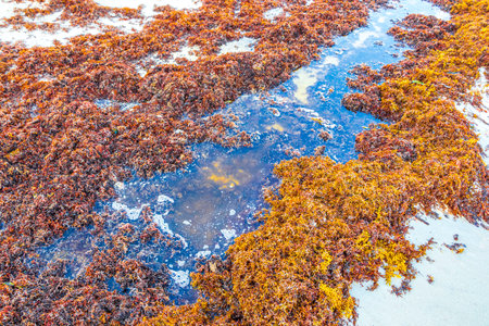 A lot of red very disgusting seaweed sargazo at tropical mexican beach and Punta Esmeralda in Playa del Carmen Mexico.の写真素材