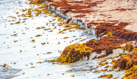 A lot of red very disgusting seaweed sargazo at tropical mexican beach and Punta Esmeralda in Playa del Carmen Mexico.の写真素材