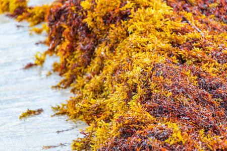 A lot of red very disgusting seaweed sargazo at tropical mexican beach and Punta Esmeralda in Playa del Carmen Mexico.の写真素材