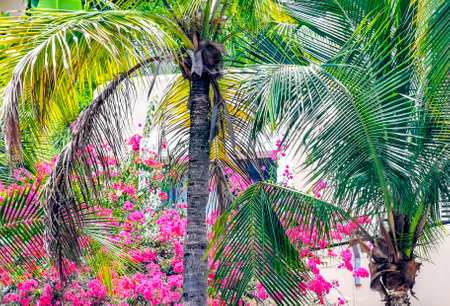 Tropical natural mexican palm tree with coconuts and blue sky background in Playa del Carmen Quintana Roo Mexico.の写真素材