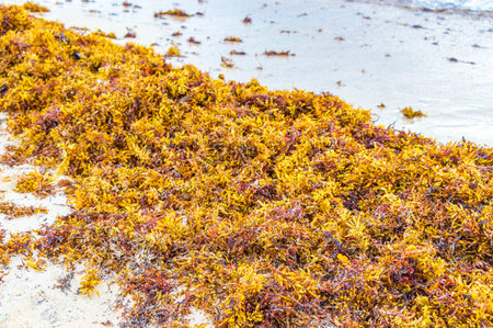 A lot of red very disgusting seaweed sargazo at tropical mexican beach and Punta Esmeralda in Playa...