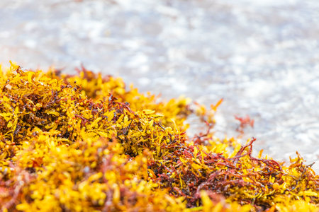 A lot of red very disgusting seaweed sargazo at tropical mexican beach and Punta Esmeralda in Playa del Carmen Mexico.の写真素材