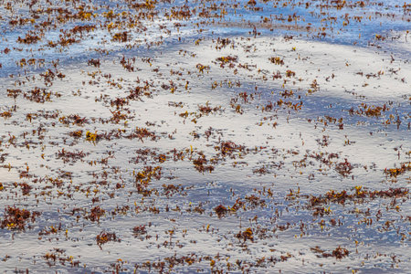 A lot of very disgusting and dirty Caribbean beach water with seaweed sargazo in Playa del Carmen Quintana Roo Mexico.の写真素材