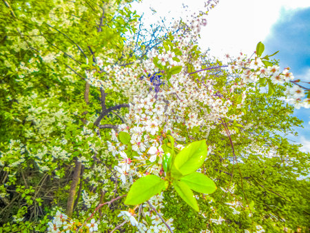 Natural panorama view lake pathway green plants trees forest and parks in SpeckenbÃ¼tteler Park...