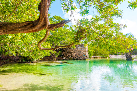 Small beautiful Cenote cave with river and turquoise blue water at Punta Esmeralda beach in Playa del Carmen Quintana Roo Mexico.の写真素材