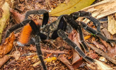 Tarantula brown black crawls on the ground in Playa del Carmen Quintana Roo Mexico.