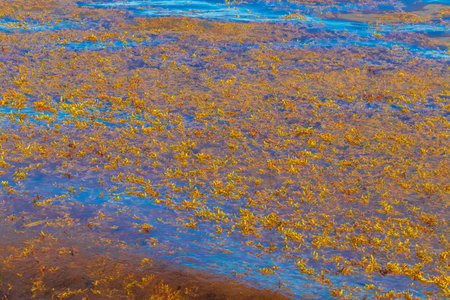 A lot of very disgusting and dirty Caribbean beach water with seaweed sargazo in Playa del Carmen...