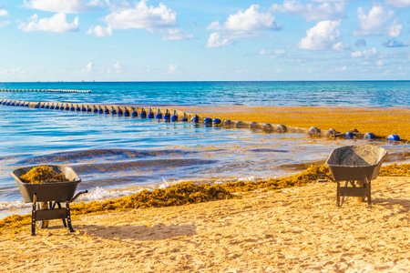 Cleaning the beach with wheelbarrow pitchfork Garden Rake Leaf Broom and a lot of very disgusting red seaweed sargazo at tropical mexican beach in Playa del Carmen Mexico.の写真素材