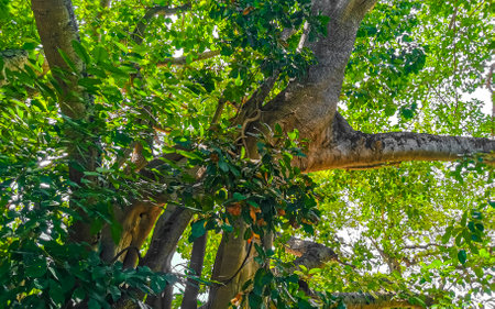 Huge beautiful Ficus maxima Fig tree in Playa del Carmen Quintana Roo Mexico.