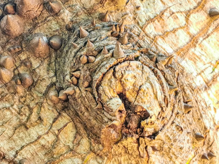 Texture and pattern of a huge beautiful Kapok tree Ceiba tree with spikes in tropical park jungle...