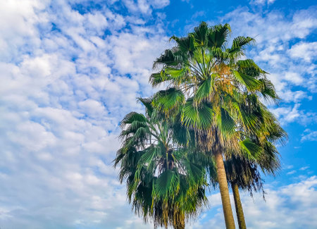 Tropical natural mexican palm tree with coconuts and blue sky background in Zicatela Puerto Escondido Oaxaca Mexico.の写真素材