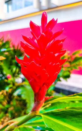Rare purple red pink ginger flower flowers and plants plant in Playa del Carmen Quintana Roo Mexico.の写真素材