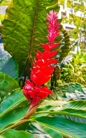 Rare purple red pink ginger flower flowers and plants plant in Playa del Carmen Quintana Roo Mexico.の写真素材