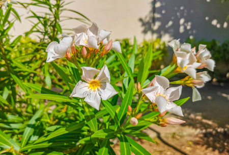 White and yellow flower flowers and plants plant in tropical garden jungle forest and nature in...