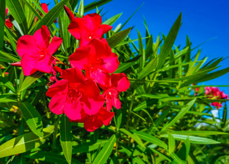 Purple pink and red flower flowers and plants plant in tropical garden jungle forest and nature in...
