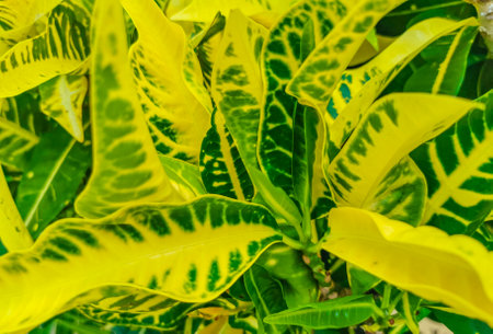 Beautiful tropical garden plant plants tree flower in green and yellow colors in Playa del Carmen Quintana Roo Mexico.の写真素材