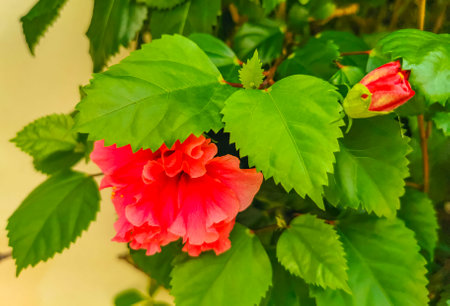 Purple pink and red flower flowers and plants plant in tropical garden jungle forest and nature in...