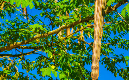 Seeds of moringa tree and green tree top with blue sky background in Playa del Carmen Quintana Roo...