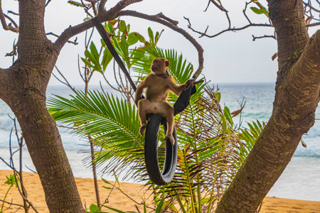 Monkey macaque chained on old tires in jungle on tropical beach on Phuket island Thailand in...