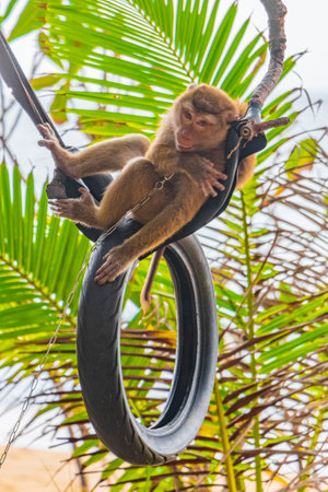 Monkey macaque chained on old tires in jungle on tropical beach on Phuket island Thailand in Southeastasia Asia.の写真素材