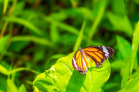Beautiful pretty orange black yellow butterfly butterflies insect on green plant background in Sakhu Thalang on Phuket island Thailand in Southeastasia Asia.の写真素材