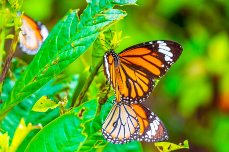Beautiful pretty orange black yellow butterfly butterflies insect on green plant background in Sakhu...