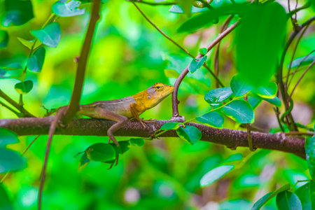 Lizards geckos iguanas reptiles in thai nature on stone rock and branch in jungle in Sakhu Thalang on Phuket island in Thailand Southeast Asia.の写真素材