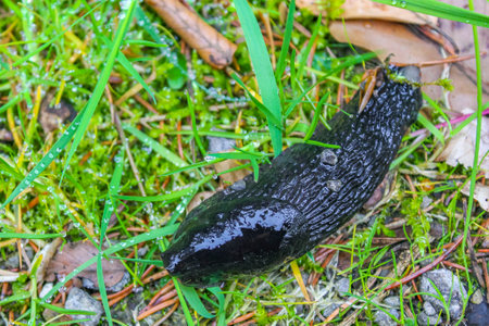 Black dark brown snail snall without shell house crawls along forest floor in Cuxhaven Lower Saxony Germany.の写真素材