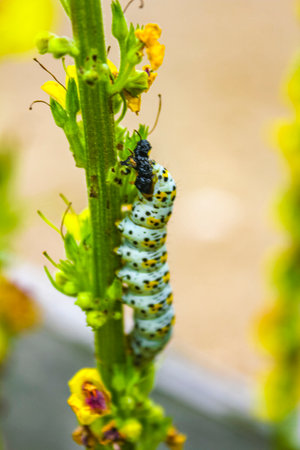 Fat yellow and white caterpillar on plant in Cuxhaven Lower Saxony Germany.の写真素材