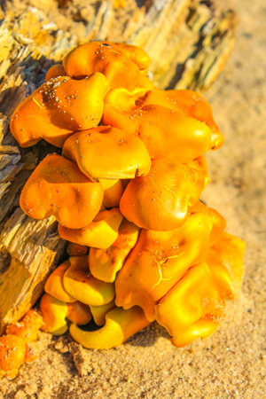 Mushrooms grow on the old wood in the sunlight on the forest floor on Harrier Sand island in Schwanewede Osterholz Lower Saxony Germany.の写真素材