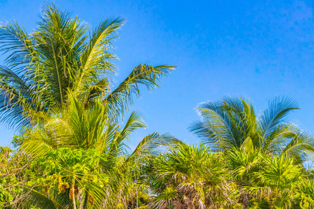 Tropical mexican caribbean beach palm trees and fir trees in jungle forest nature with cloudy blue...