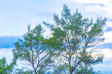Tropical mexican caribbean beach palm trees and fir trees in jungle forest nature with cloudy blue sky in Playa del Carmen Quintana Roo Mexico.の写真素材