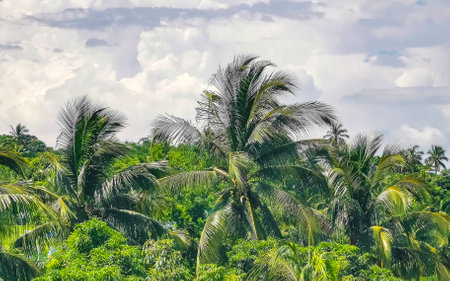 Tropical natural mexican palm tree with coconuts and blue sky background in Zicatela Puerto Escondido Oaxaca Mexico.の写真素材