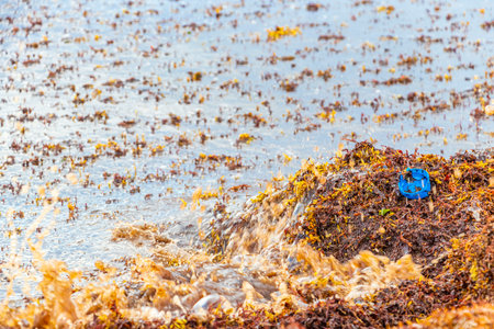 A lot of red very disgusting seaweed sargazo and garbage waste environmental pollution at tropical mexican beach in Playa del Carmen Mexico.の写真素材