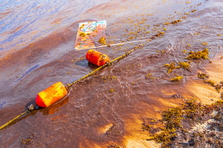 A lot of red very disgusting seaweed sargazo and garbage waste environmental pollution at tropical mexican beach in Playa del Carmen Mexico.の写真素材